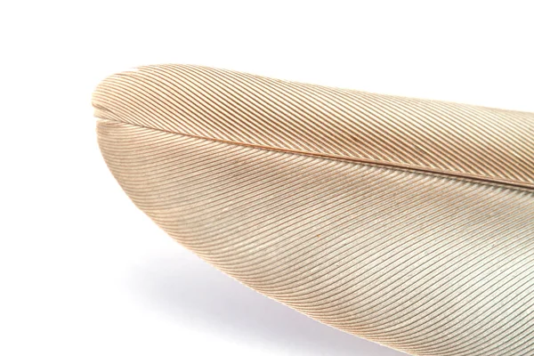 Close up Bird feather texture — Stock Photo, Image