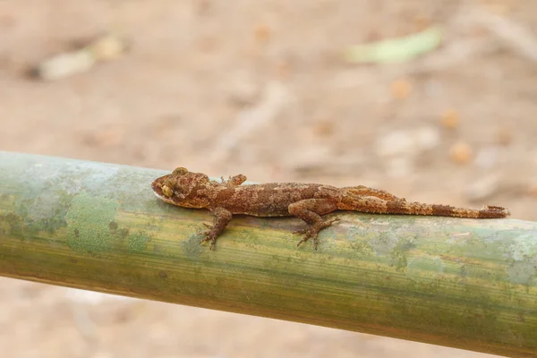 Ulber van Gecko in tropisch woud — Stockfoto