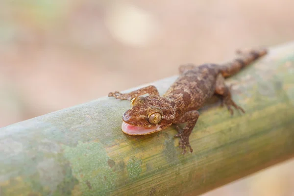 Ulber 's Gecko na floresta tropical — Fotografia de Stock