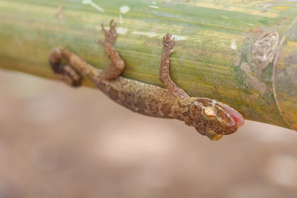 Ulber's Gecko in tropical forest — Stock Photo, Image