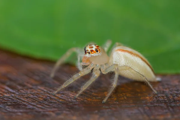 Nära håll Jumping Spider — Stockfoto