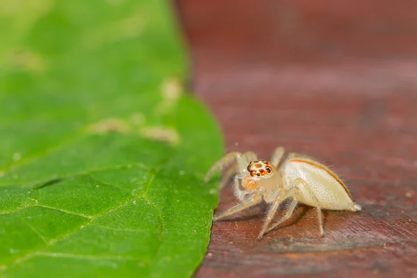 Close up Jumping Spider — Stock Photo, Image