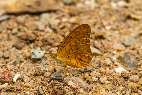 Красивая бабочка в лесу — стоковое фото