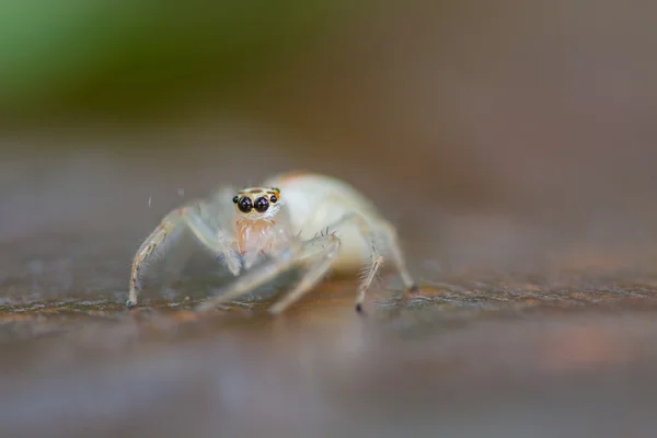 Close up jumping aranha — Fotografia de Stock