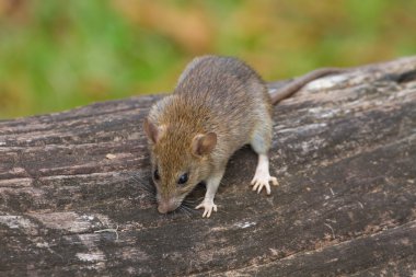 Ormandaki yabani fare