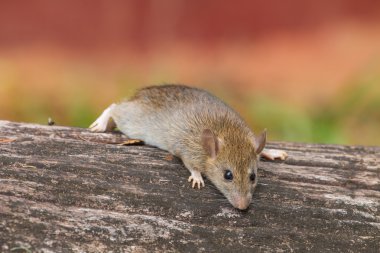 Ormandaki yabani fare