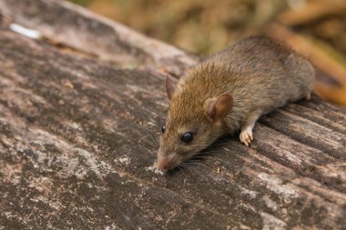 Ormandaki yabani fare