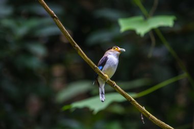 renkli kuş gümüş göğüslü broadbil
