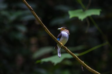 renkli kuş gümüş göğüslü broadbil
