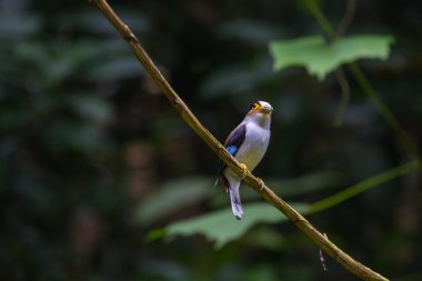 renkli kuş gümüş göğüslü broadbil