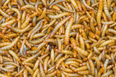 Yemek solucanlar kadar kapatın 