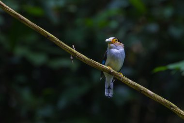 renkli kuş gümüş göğüslü broadbil