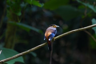 renkli kuş gümüş göğüslü broadbil