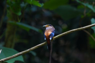 renkli kuş gümüş göğüslü broadbil