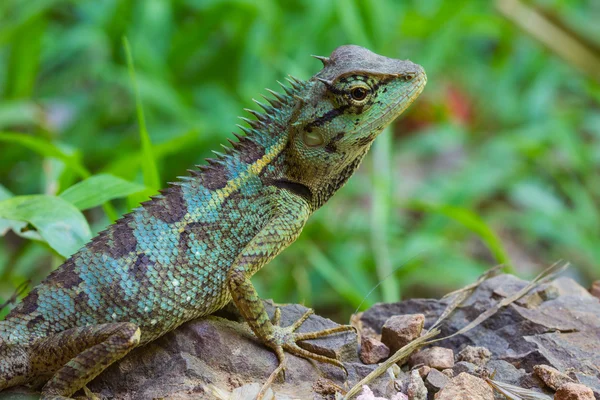 Close up Green crested lizard — Stock Photo, Image