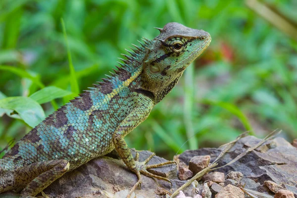 Gros plan Lézard à crête verte — Photo