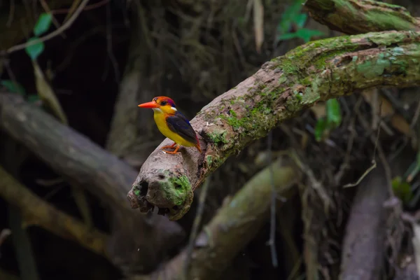 Martin-pêcheur à dos noir (habitation orientale) sur la branche dans la nature — Photo