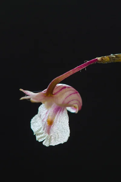 Dendrobium acerosum orquídeas silvestres en el bosque de Tailandia —  Fotos de Stock