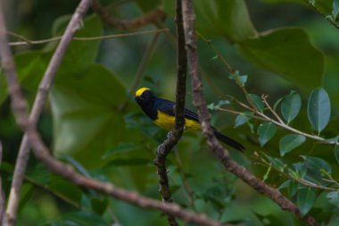 Sultan baştankara erkek doğa