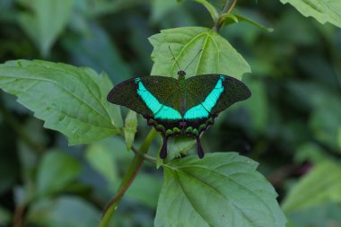 Zümrüt Swallowtail kelebek üzerindeki yaprak