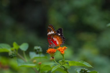 Çiçek bahçesinde üzerinde Kelebek