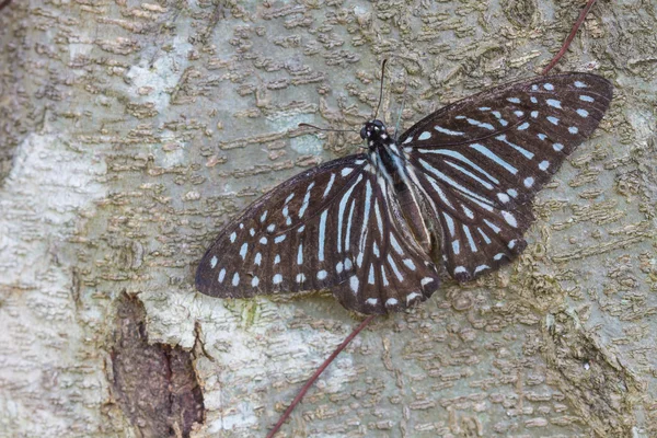 Schmetterling aus nächster Nähe am Baum — Stockfoto