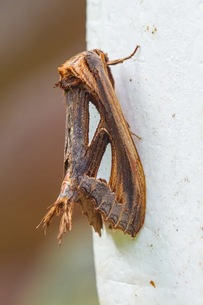 Close up of moth — Stock Photo, Image