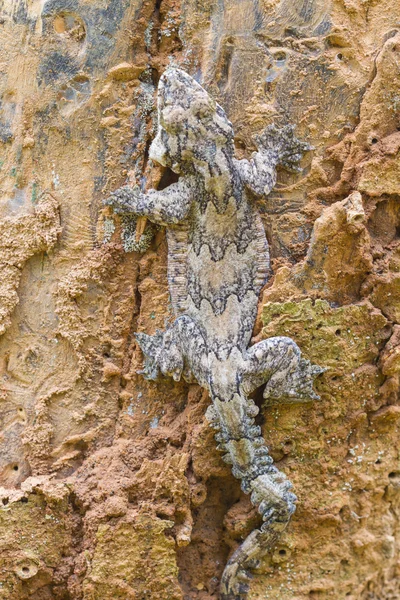 Smooth-backed Gecko zweefvliegen of Ptychozoon lionotum — Stockfoto