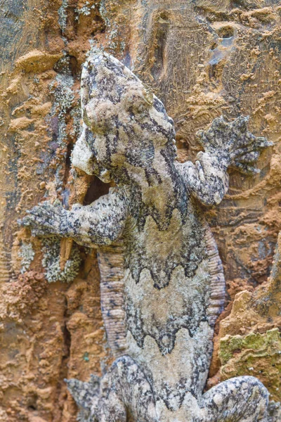 Smooth-backed Gecko zweefvliegen of Ptychozoon lionotum — Stockfoto