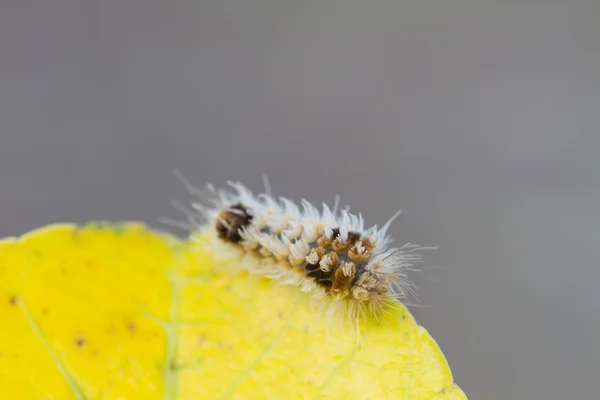 Close up Worm, caterpillars — Stock Photo, Image