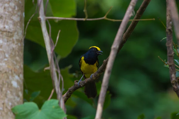 Sultano tit maschio nella natura — Foto Stock