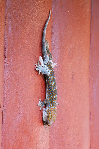 Gecko molting off the old skin — Stock Photo, Image