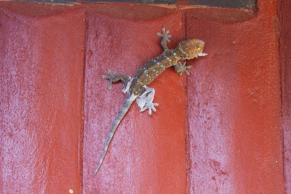 Gecko molting off the old skin — Stock Photo, Image