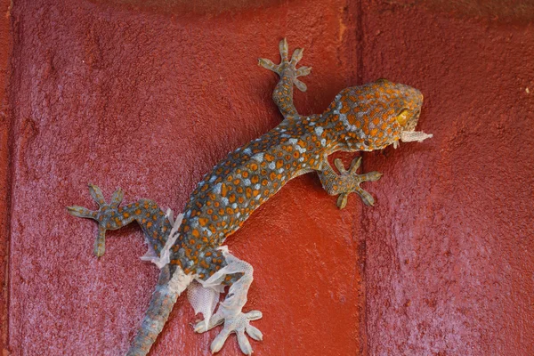 Gecko molting off the old skin — Stock Photo, Image