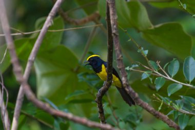 Sultan baştankara erkek doğa