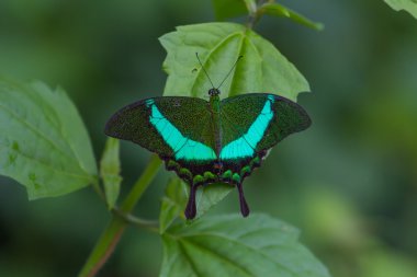 Zümrüt Swallowtail kelebek üzerindeki yaprak