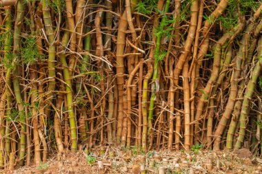 Tayland 'da yeşil bambu ormanı