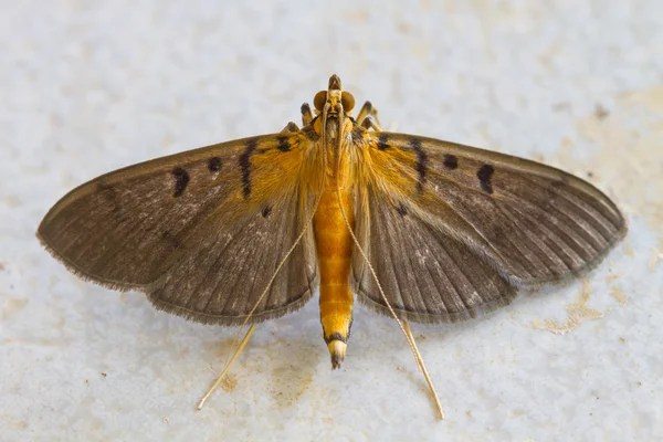 Close up of moth — Stock Photo, Image