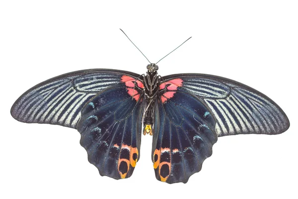 Чоловічий великий мормонський метелик на білому — стокове фото