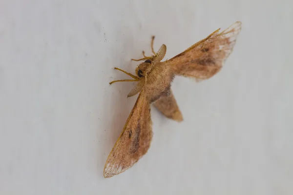 Close up of moth — Stock Photo, Image