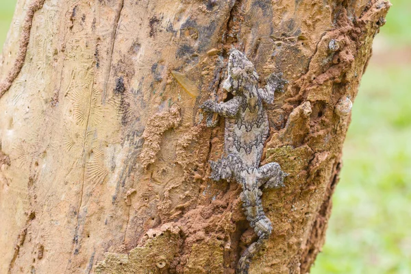 Smooth-backed Gecko zweefvliegen of Ptychozoon lionotum — Stockfoto