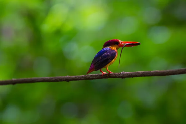 Black-backed (orientaliska dwaft) kingfisher på grenen i naturen — Stockfoto