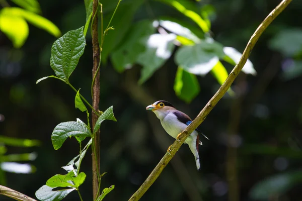 Farbenfroher Vogel silberbrüstig breitbeinig — Stockfoto