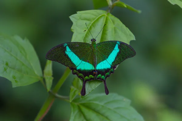 Mariposa cola de golondrina esmeralda en una hoja — Foto de Stock