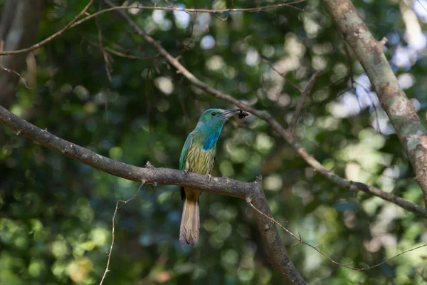 Abeja barbuda azul devoradora en la rama en la naturaleza —  Fotos de Stock