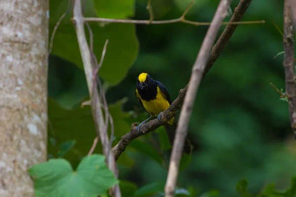 Sultano tit maschio nella natura — Foto Stock