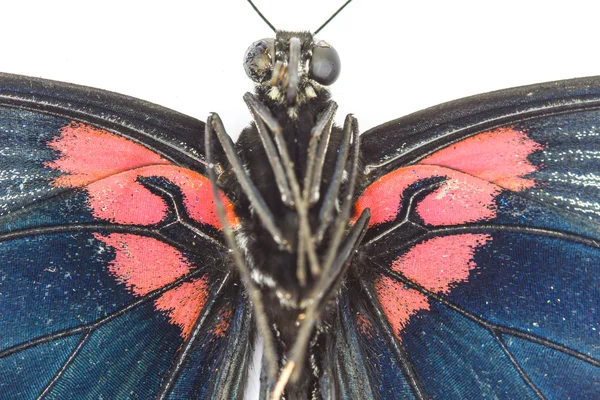 Macho gran mormón mariposa en blanco — Foto de Stock