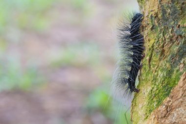 Worm, tırtıllar kapatın