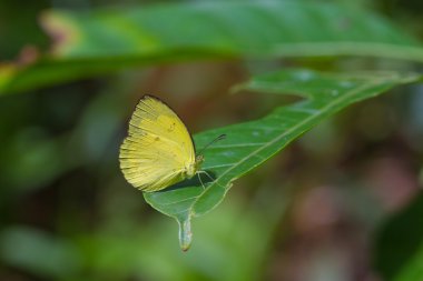 ormanda yaprak üzerinde Kelebek