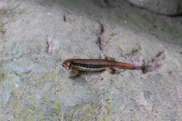 Ortak orman Skink ormandaki — Stok fotoğraf